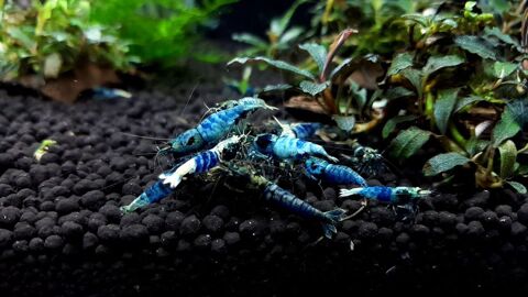 Caridinas Crazy Blue pour aquarium 1 85470 Bretignolles-sur-mer