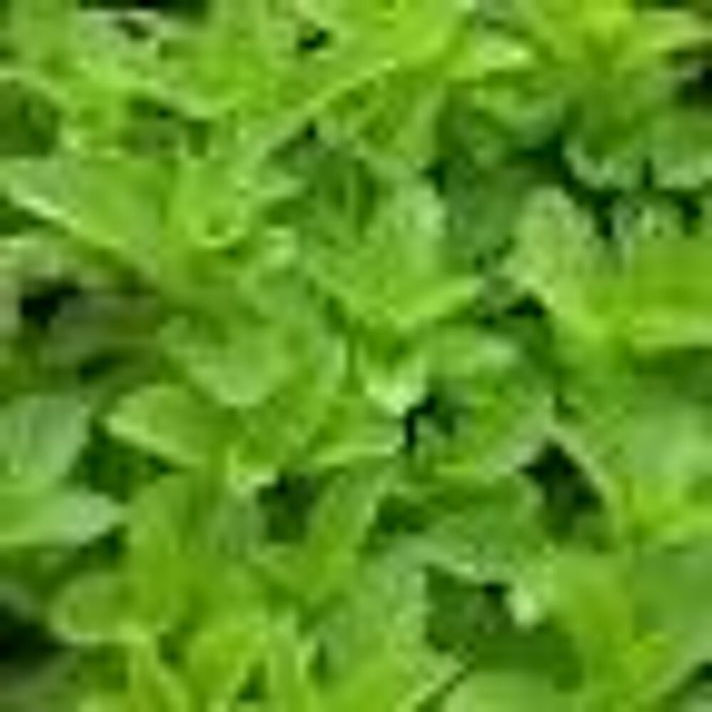 3 plants de menthe poulilot Jardin
