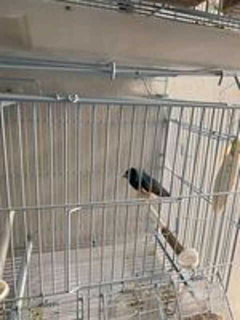   couple de diamant de Gould bleu 