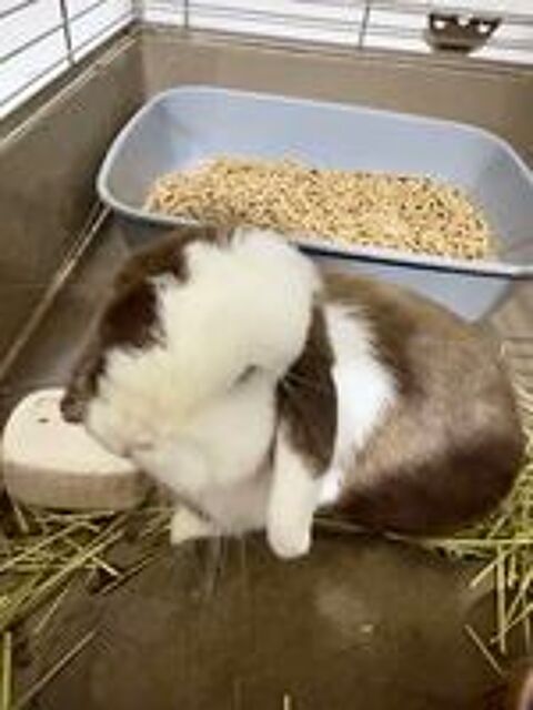   lapin nain bélier 