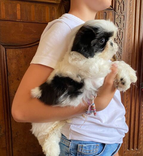 Disponibles dès le 28 bébés shih tzu. 850 19100 Brive-la-gaillarde