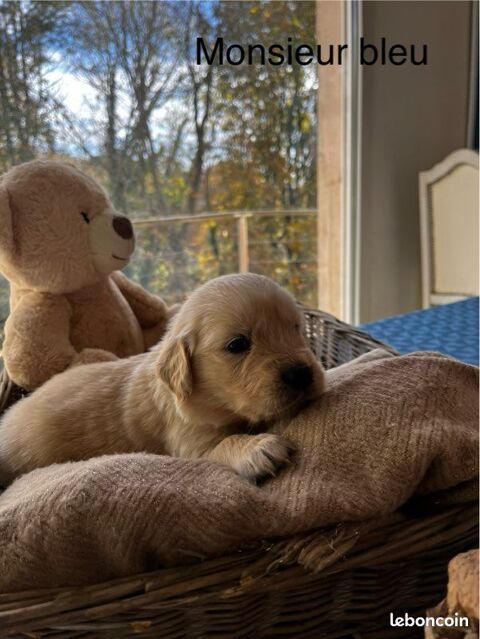 GOLDEN RETRIEVER LOF  1250 11310 Saint-denis