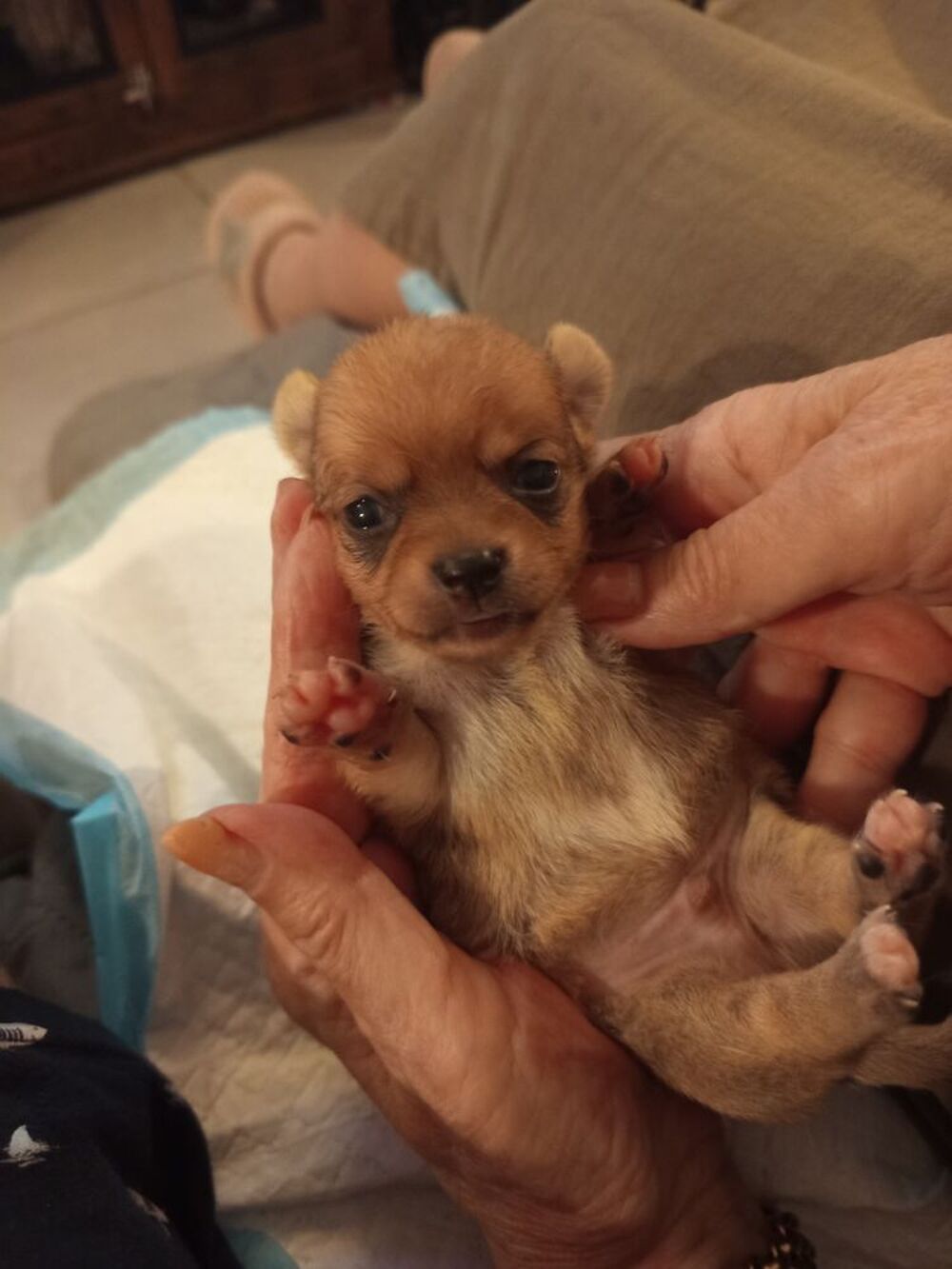   Magnifiques bb chihuahua issus de Lof 