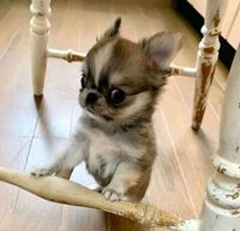   Mignons chiots Chihuahua  