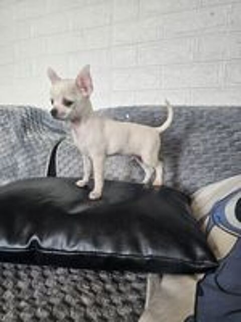   chihuahua 