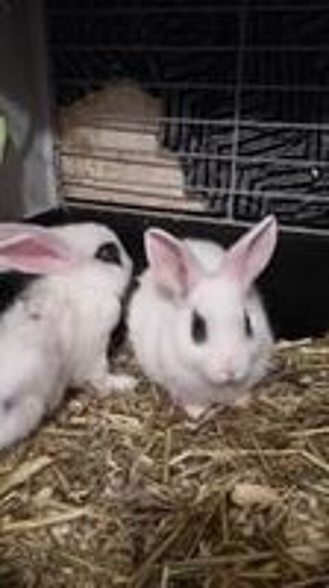   a ceder petit lapin angora de 2mois 