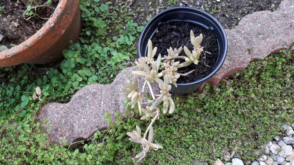 Plant de pourpier de cooper Jardin