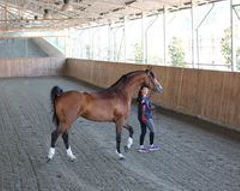  Saillies IAC Don Quichot BWP par Quite Easy & Reina Z 