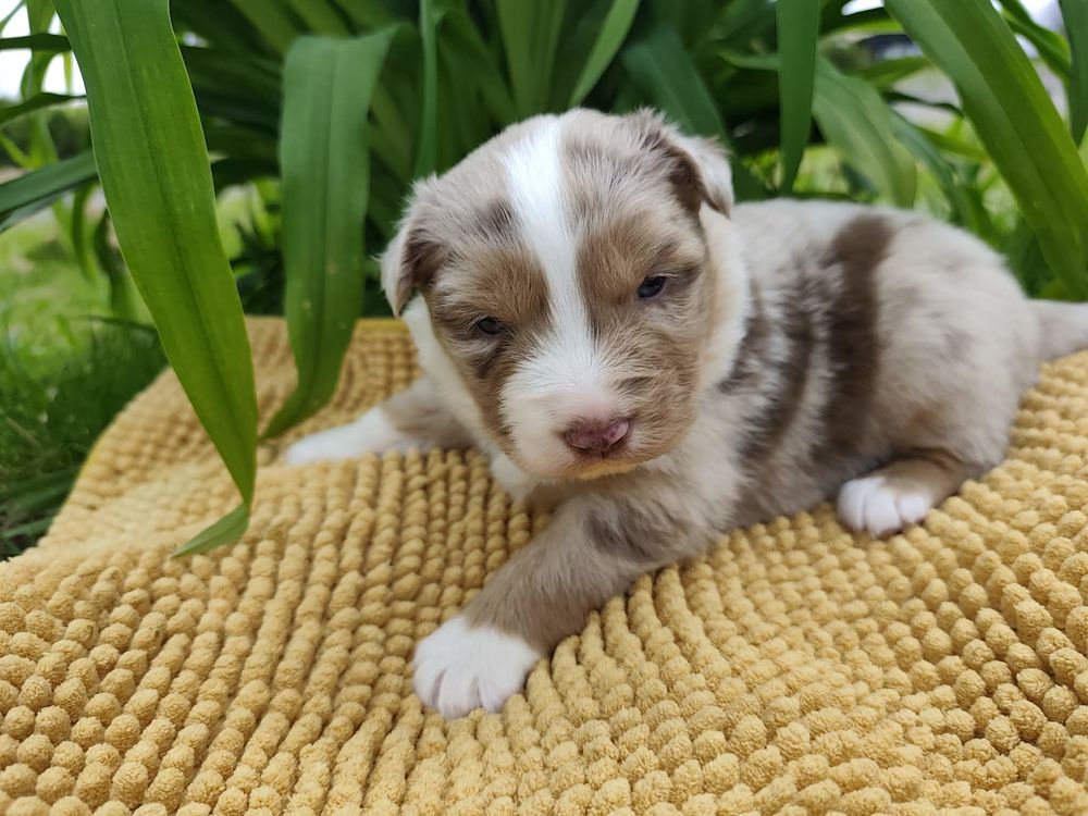   chiots berger australien rouge merle 