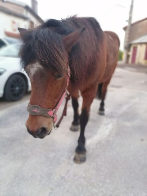 Cheval Islandais Bai 350 54115 Battigny