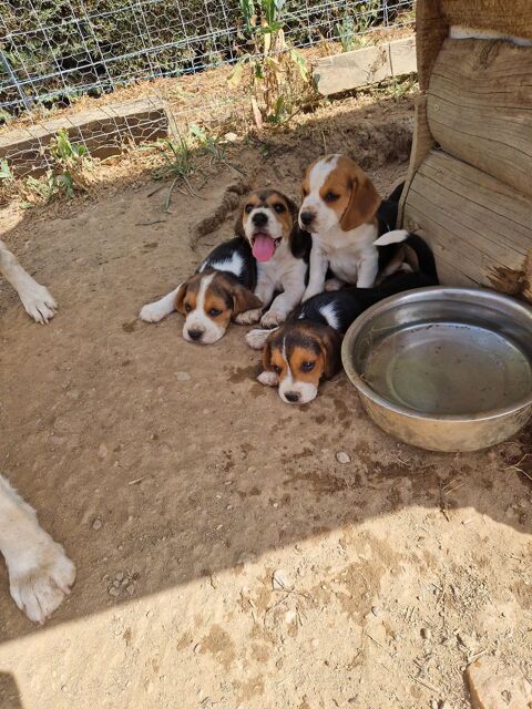 Chiots beagles 400 43300 Mazeyrat-d'allier
