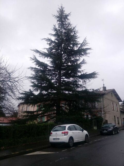 Charpente ou transplantation Toulouse (31)