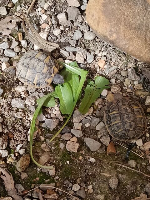 Tortue hermann de 2025 50 84270 Ved�ne