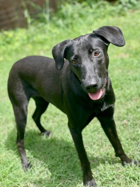 Kenza, femelle croisée berger, née le 15/12/2023 &#128054; 380 92000 Nanterre