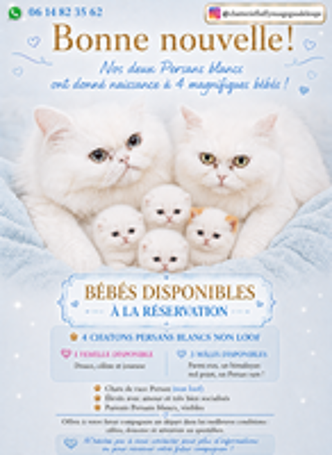   Chatons Persans blancs et Himalayen  