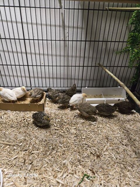 Petites cailles de Chine plus 1 sac de 5 kg show 1&2 5 91790 Boissy-sous-saint-yon