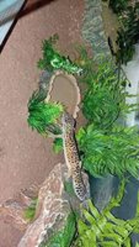   Geckos léopard  