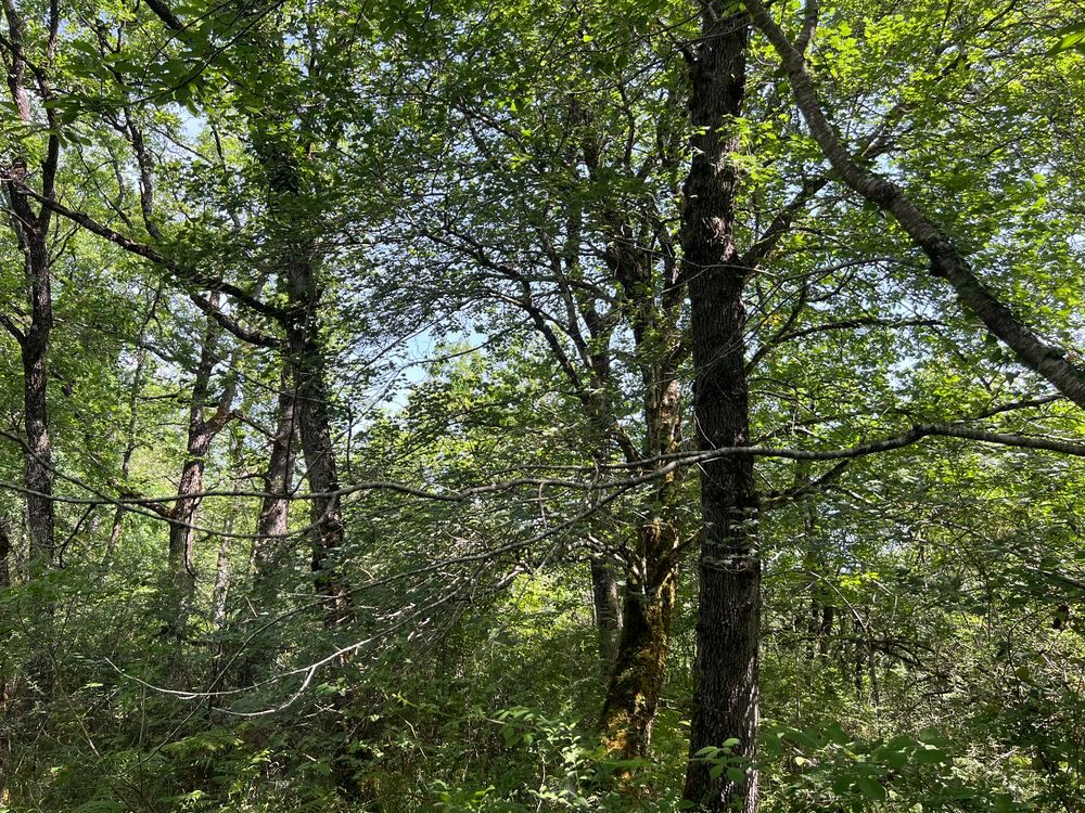 Vente Terrain forets Chapdeuil