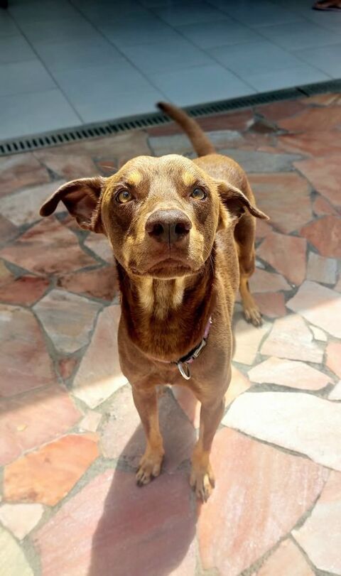 Winter, mâle berger, né le 01/03/2022 &#128054; 380 92000 Nanterre