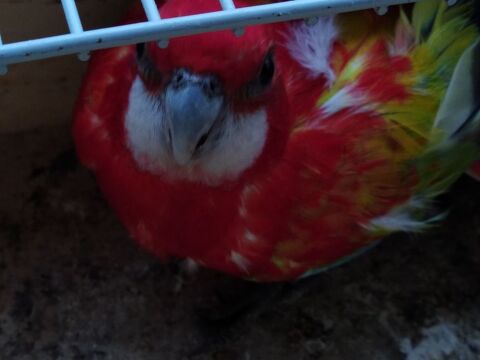 Omnicolore opaline doré b19 100 16470 Saint-michel