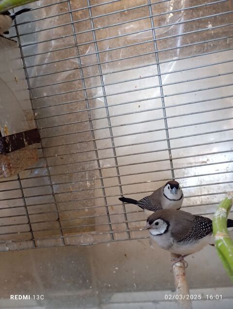 bichenov 30 72320 Berfay