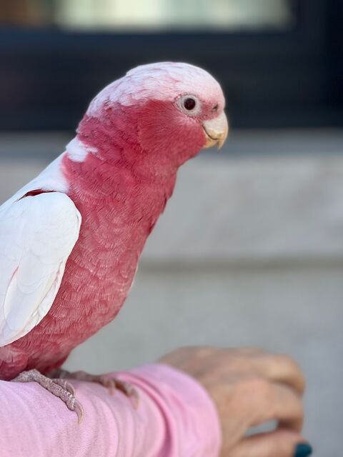 Perroquet cacatoès rosalbin lutino EAM 1 an femelle 1600 66200 Alnya