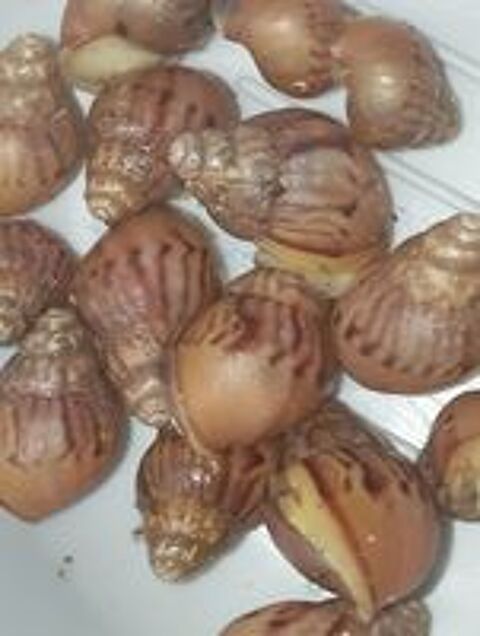   Bb escargots géant D'Afrique ? 