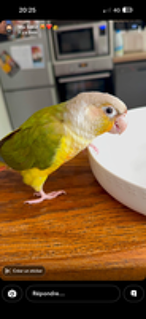   Perroquet conure  