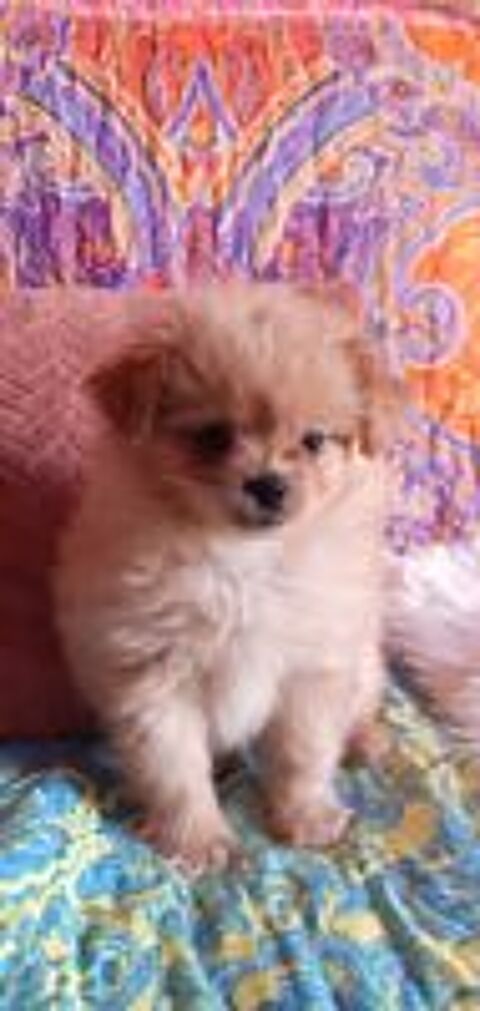   Chiot 