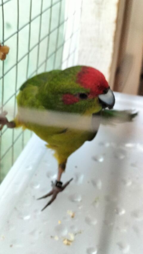 Kakariki mâle 60 34250 Palavas-les-flots