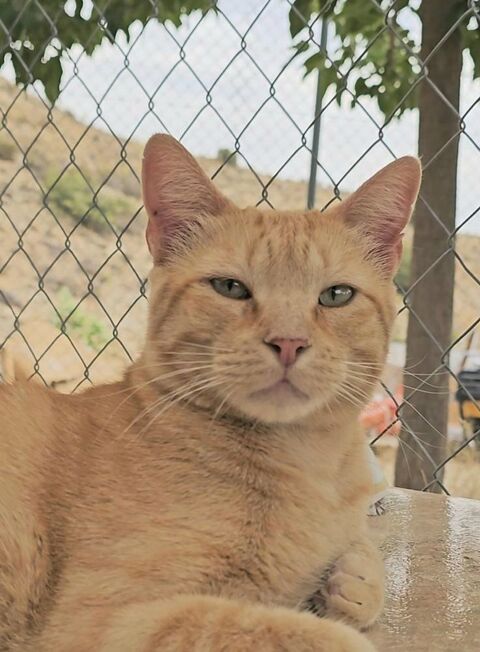 NARANJO 230 27620 Gasny