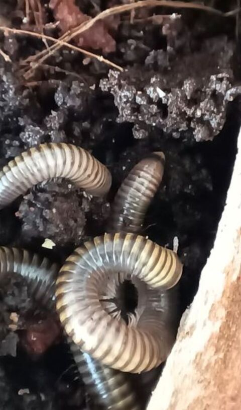 Iules Anadenobolus monilicornis 3 54460 Liverdun