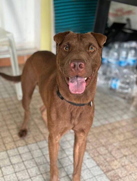 Pollux, mâle croisé shar pei, né le 03/06/2024  &#128054; 380 49000 Angers