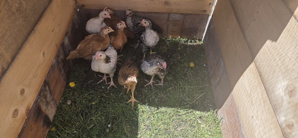   Coq 