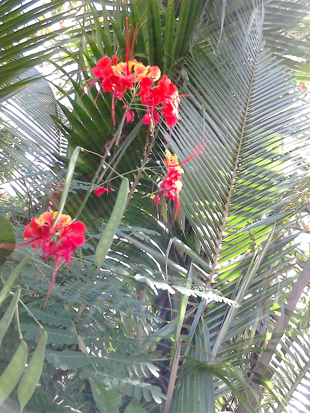 Plantes d&eacute;coratives Jardin
