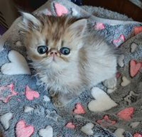   Magnifiques chatons Persans  