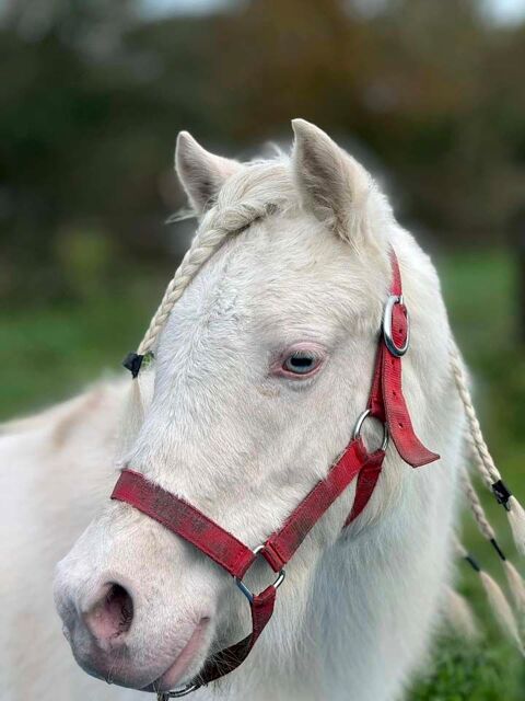 GIPSY, magnifique ponette ONC crme  adopter via l'association UMA 44810 Hric