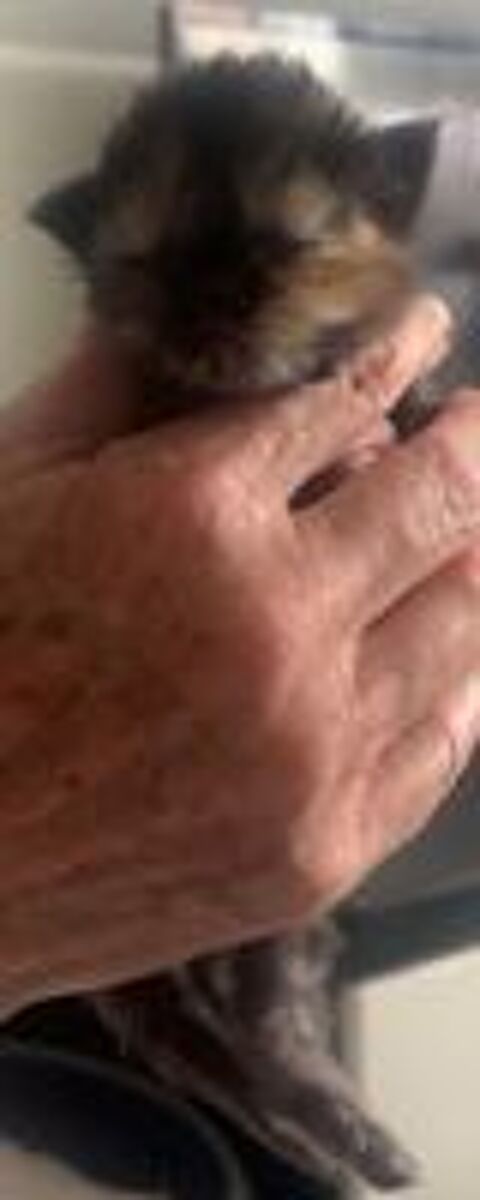   Chatons persans non Lof 