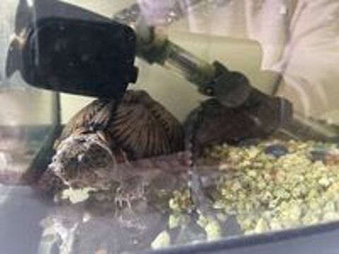   Aquarium + 2 tortues et un pleco 