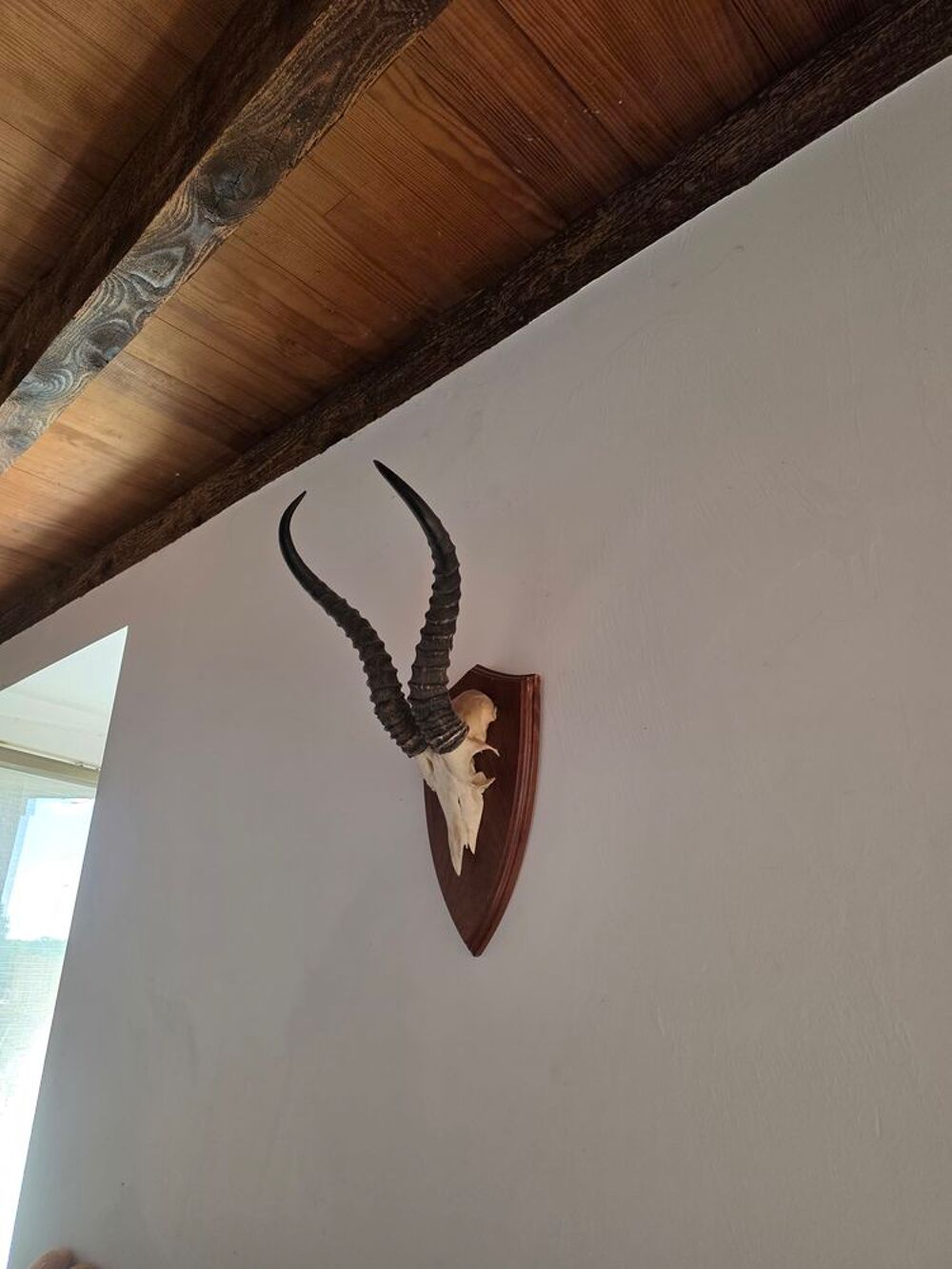 Cr&acirc;nes Ovin et d'antilope Springbock Décoration