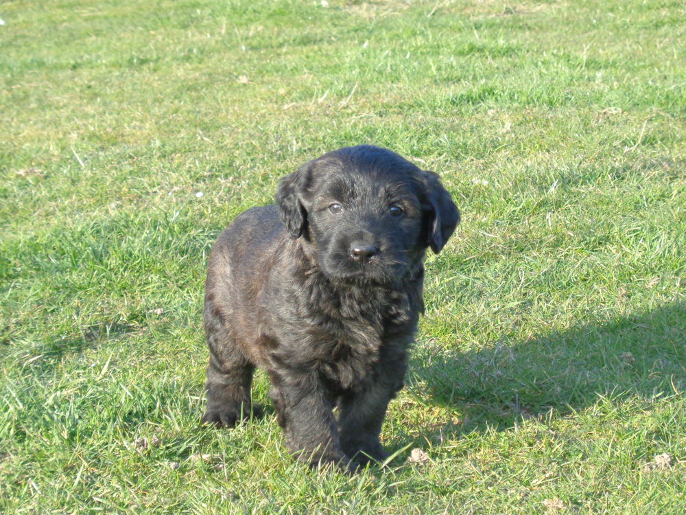   chiot berger catalan 