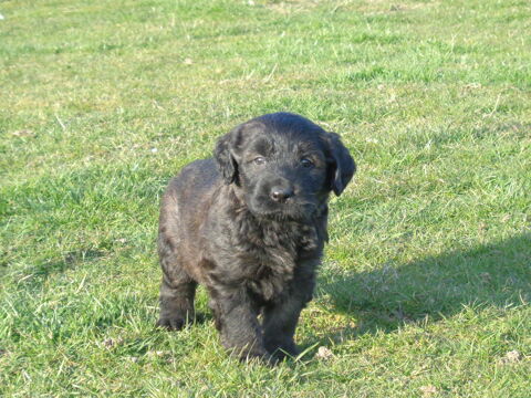 chiot berger catalan 1200 62690 Villers-brûlin