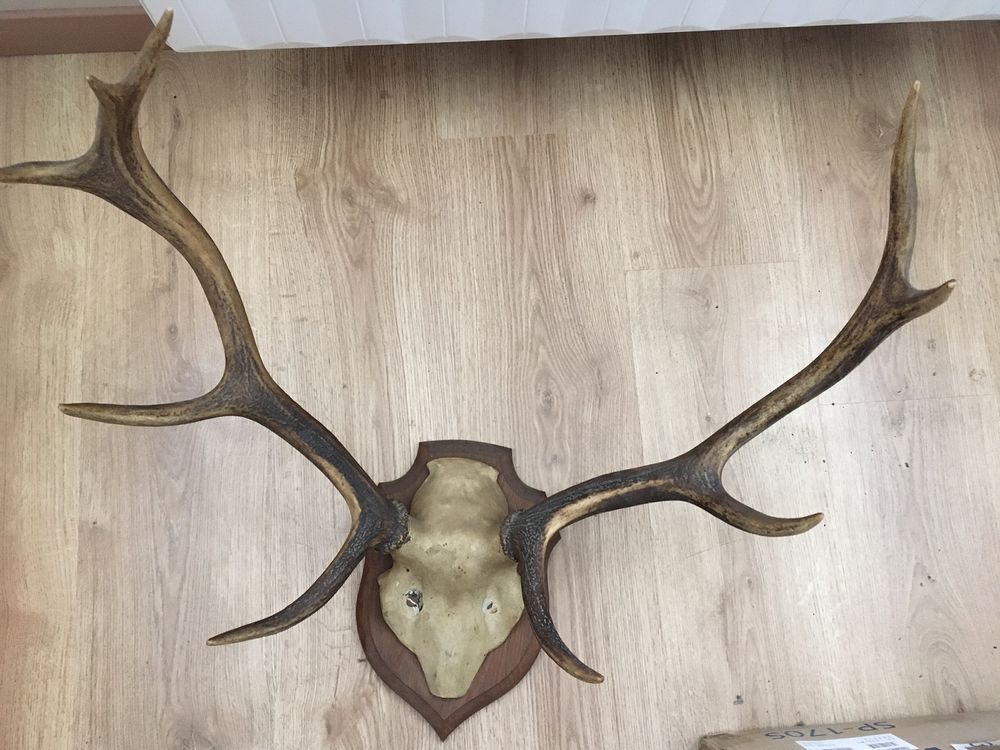 Bois de cerf Décoration