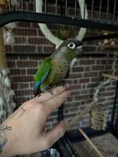   Conure de molina EAM 