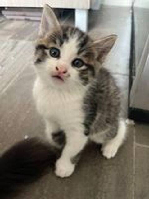   Chatons 