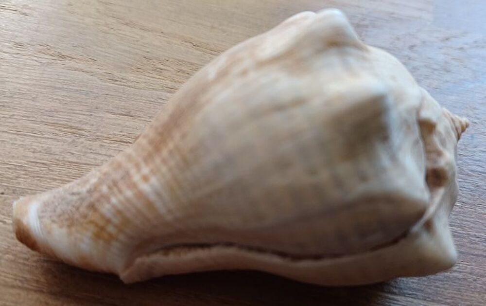 Coquillage Volema Paradisiaca (Avec blessure cicatris&eacute;e) 