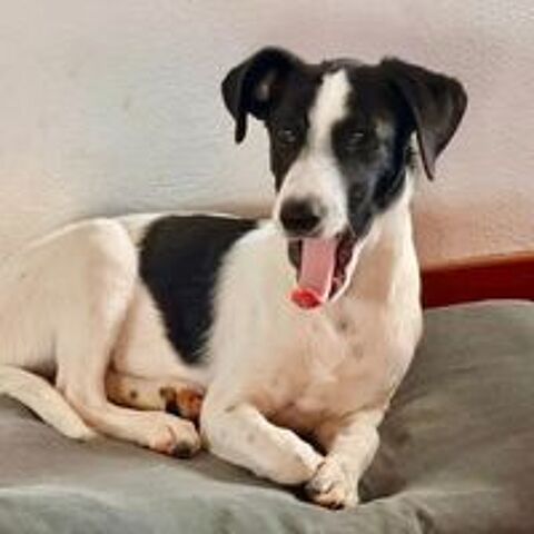   ✨️ TANIN ✨️ 🐶 