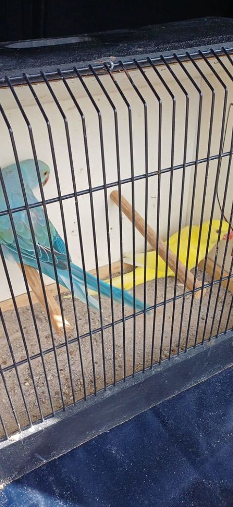 Couple perruches &agrave; collier 200 67410 Drusenheim