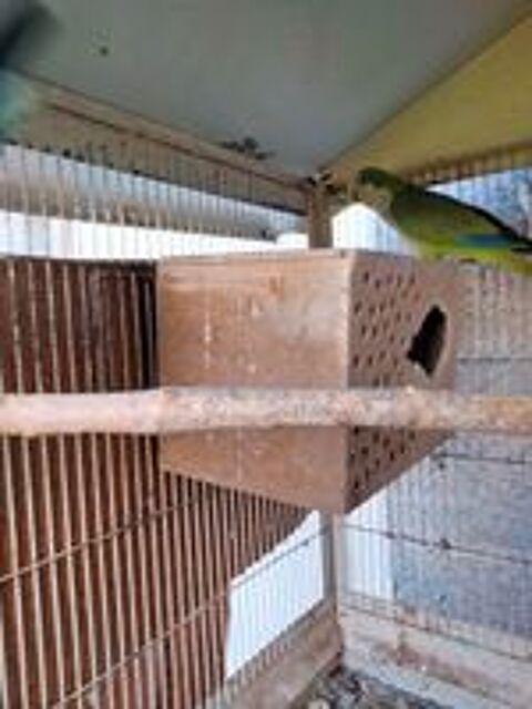   Couple perruche souris  