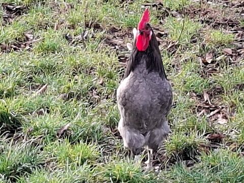  JEUNE COQ BLEU DE FRANCE  avec ou sans sa poule 30 41000 Villebarou